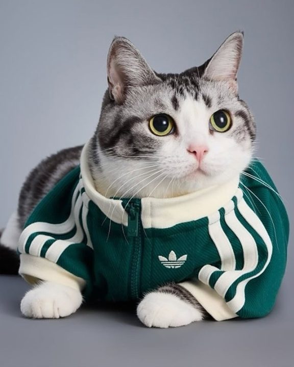 Unindo estilo urbano e pegada fashion, Adidas apresenta coleção exclusiva para pets
A marca aposta em looks coordenados e funcionais para tutores e animais de estimação, com atitude e muito conforto